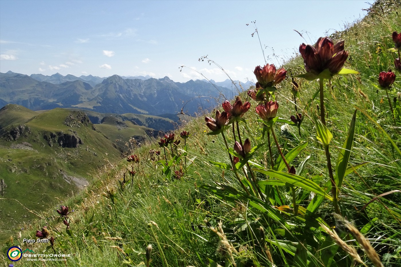 31 Genziana porporina (Gentiana Lutea) sul sent. 109 per i Laghetti di Ponteranica.JPG -                                